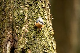 La Sittelle sur Yuri Hogenes