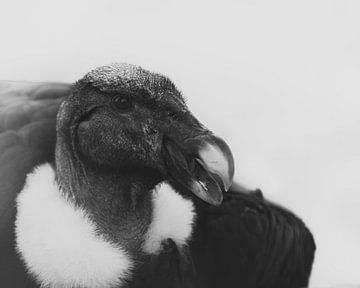 Condor in zwart-wit