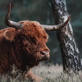 Schotsehooglander in de Veluwe van Erwin Kamp