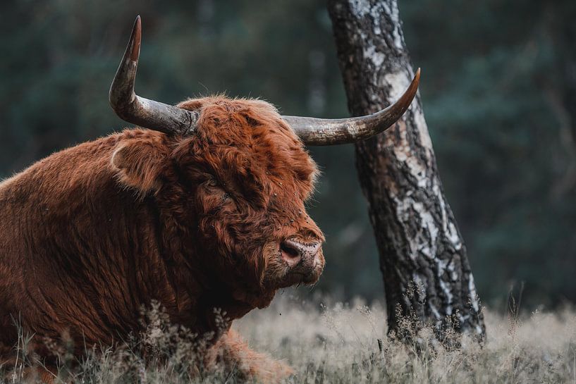Schottischer Highlander in der Veluwe von Erwin Kamp