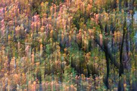 Herfstkleuren van Willemke de Bruin