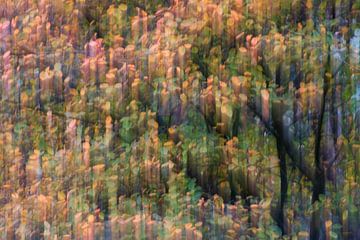 Herbstliche Farben von Willemke de Bruin