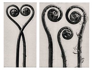 Karl Blossfeldt - Adiantum Pedatum