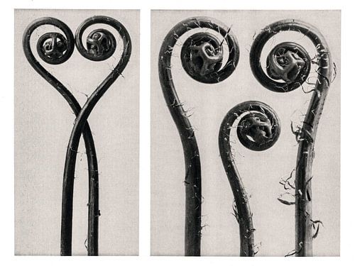 Karl Blossfeldt - Adiantum Pedatum sur Old Masters