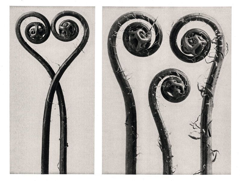 Karl Blossfeldt - Adiantum Pedatum by Old Masters