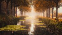 Herfst in Friesland bontebok