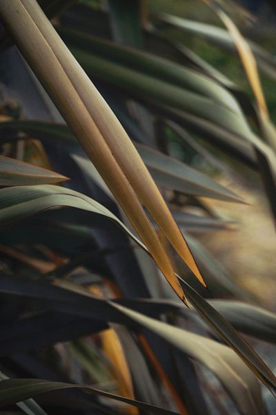 Touch of Yellow by Marina de Wit