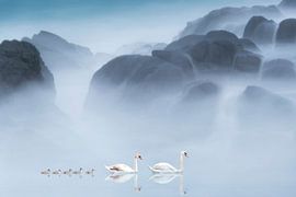 Witte zwanen in feeëriek landschap