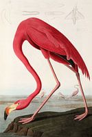 American Flamingo - Teylers Edition - Birds of America, John James Audubon (zonder witrand)