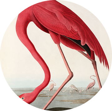 American Flamingo - Teylers Edition - Birds of America, John James Audubon (zonder witrand) van Teylers Museum