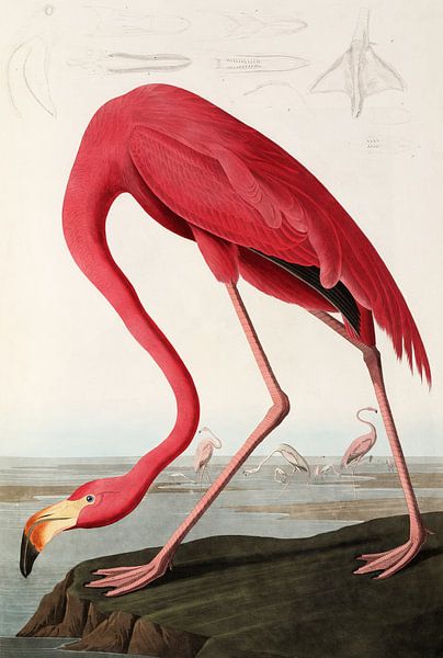 American Flamingo - Teylers Edition - Birds of America, John James Audubon (zonder witrand) van Teylers Museum