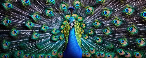 Peacock Eyes