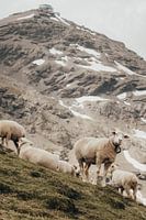 Zwitserland 8