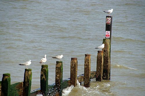 zeemeeuwen aan het paalzitten