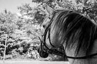Beau portrait d'un cheval