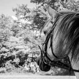 Beautiful portrait of a horse by Pix-Art By Naomi.k