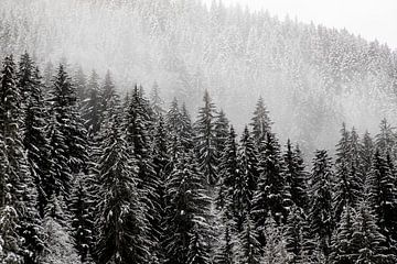 Besneeuwde bomen in de mist van Guido Pijper