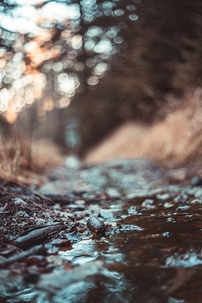 La beauté de la nature par Jonas Lechner