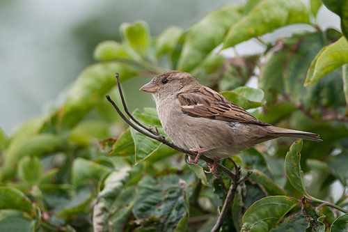 Mus : Diergaarde Blijdorp