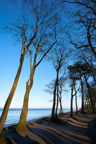 Forêt côtière sur la mer Baltique près de Warnemünde