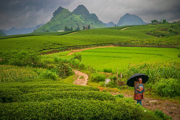 Theevelden in Moc Chau, Vietnam van Antwan Janssen