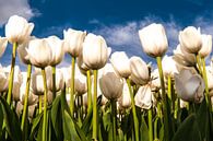 Witte Tulpen tegen een Blauwe lucht van Brian Morgan thumbnail