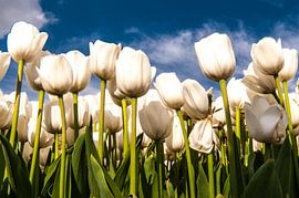 Tulips against the sky by Brian Morgan