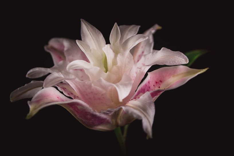 Fine art Lily by Sandra Hazes