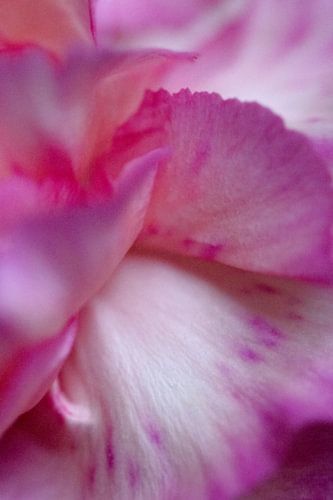 La danse des fleurs