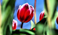 Power Flower 2