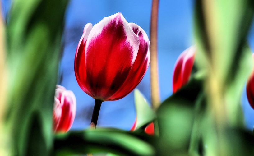 Power Flower 2 by Bee Art foto
