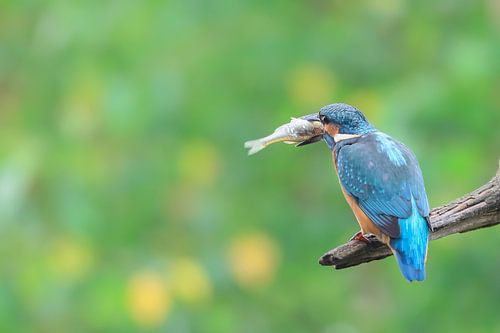 Kingfisher with fish
