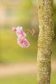 Spring flowers on the tree. by Robby's fotografie