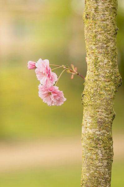 Spring flowers on the tree. by Robby's fotografie