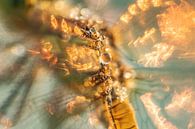Abstracte Foto | Waterdruppel op Libel | Oranje van Nanda Bussers thumbnail