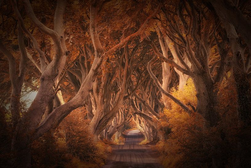 the dark hedges van Judith Kuhn