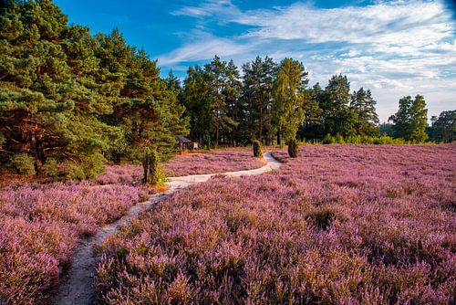 Paysage de bruyère en fleurs