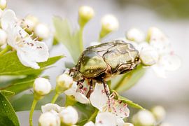 L'or sur Antoine Deleij