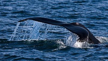 oceanische walvisvin van Dieter Meyrl