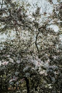 Witte bloesem in de Hollands lente | Nederland van Trix Leeflang