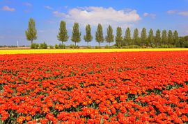 Blumenzwiebelfelder in Holland von Ivonne Wierink