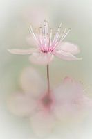 New life