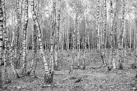 Birkenwald