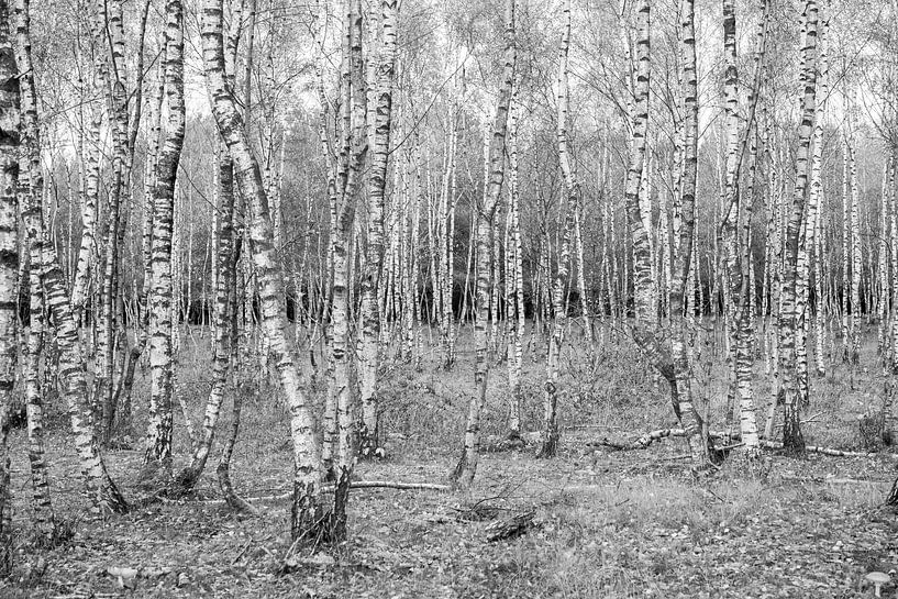 Birkenwald von Evelien IJpelaar