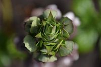 Flowering plant