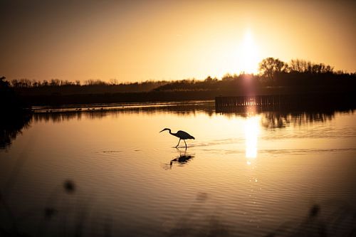 A grey heron at sunset