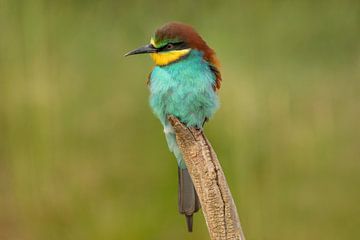 Bee-eater on branch by Tanja van Beuningen