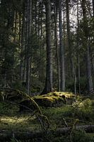 Eiland in het bos