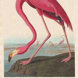 Die Vögel Amerikas von John James Audubon