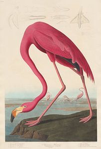 American Flamingo, origineel  (gezien bij vtwonen)